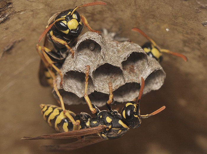 Nid de guêpes polistes