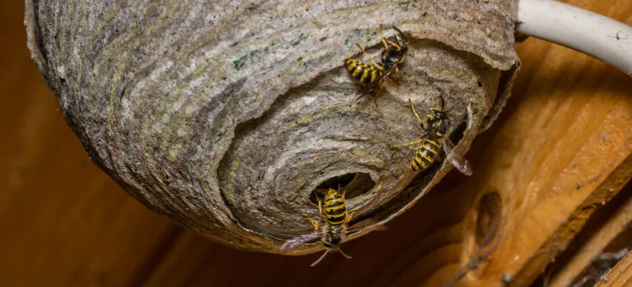 Nid de guêpes sous les avant-toits d'une maison