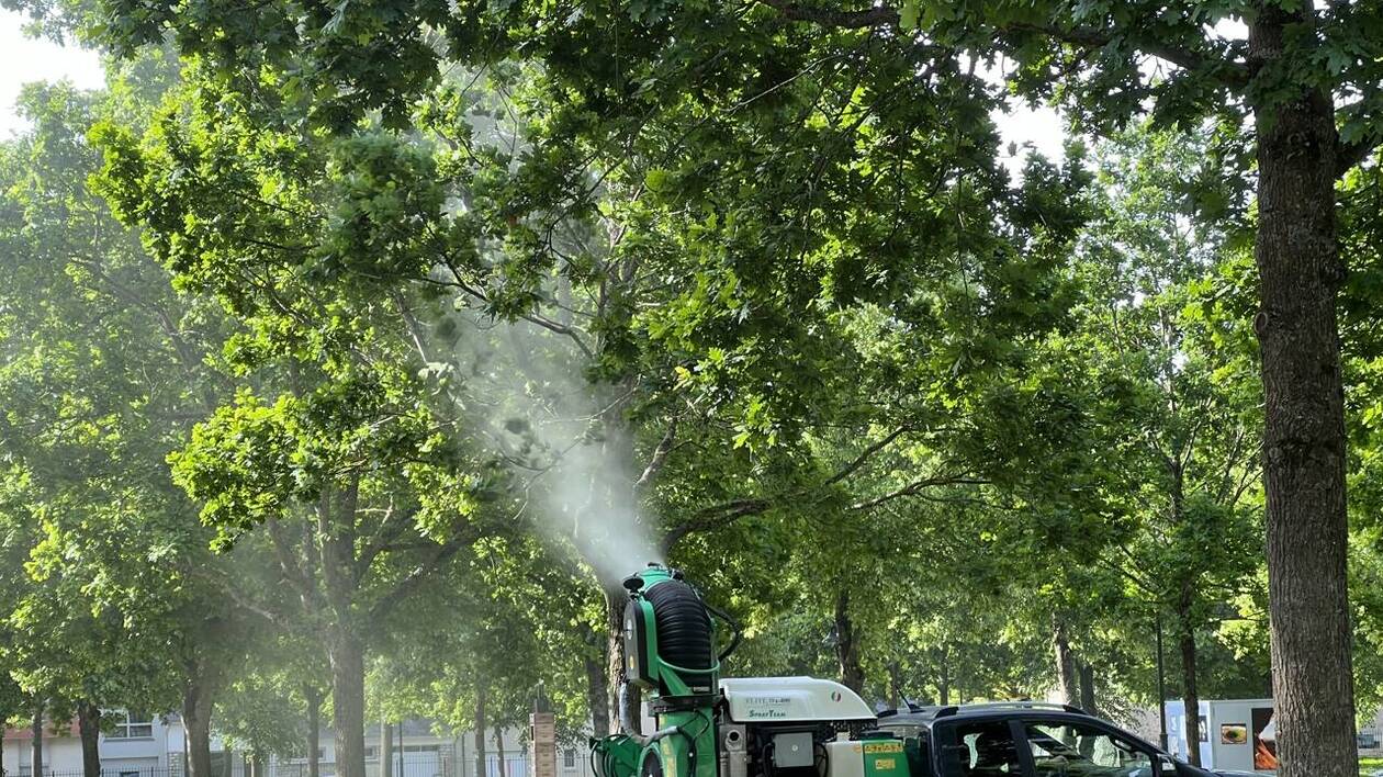Traitement préventif contre les chenilles processionnaires